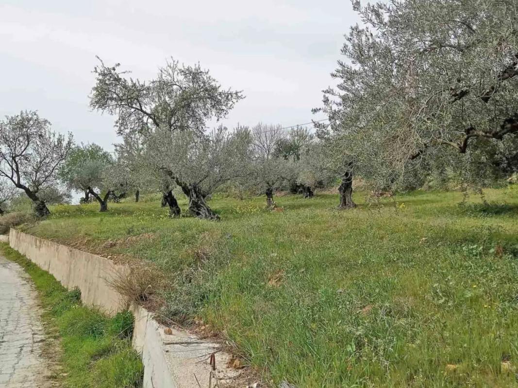 Land for sale in Monda, Malaga photo 2
