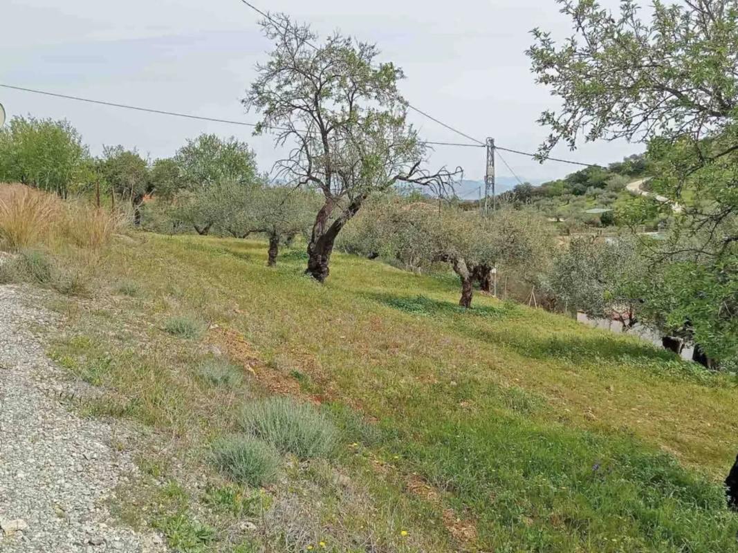 Land for sale in Monda, Malaga photo 5