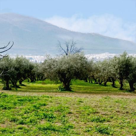 Terreno en camino quilin, 50 photo 4