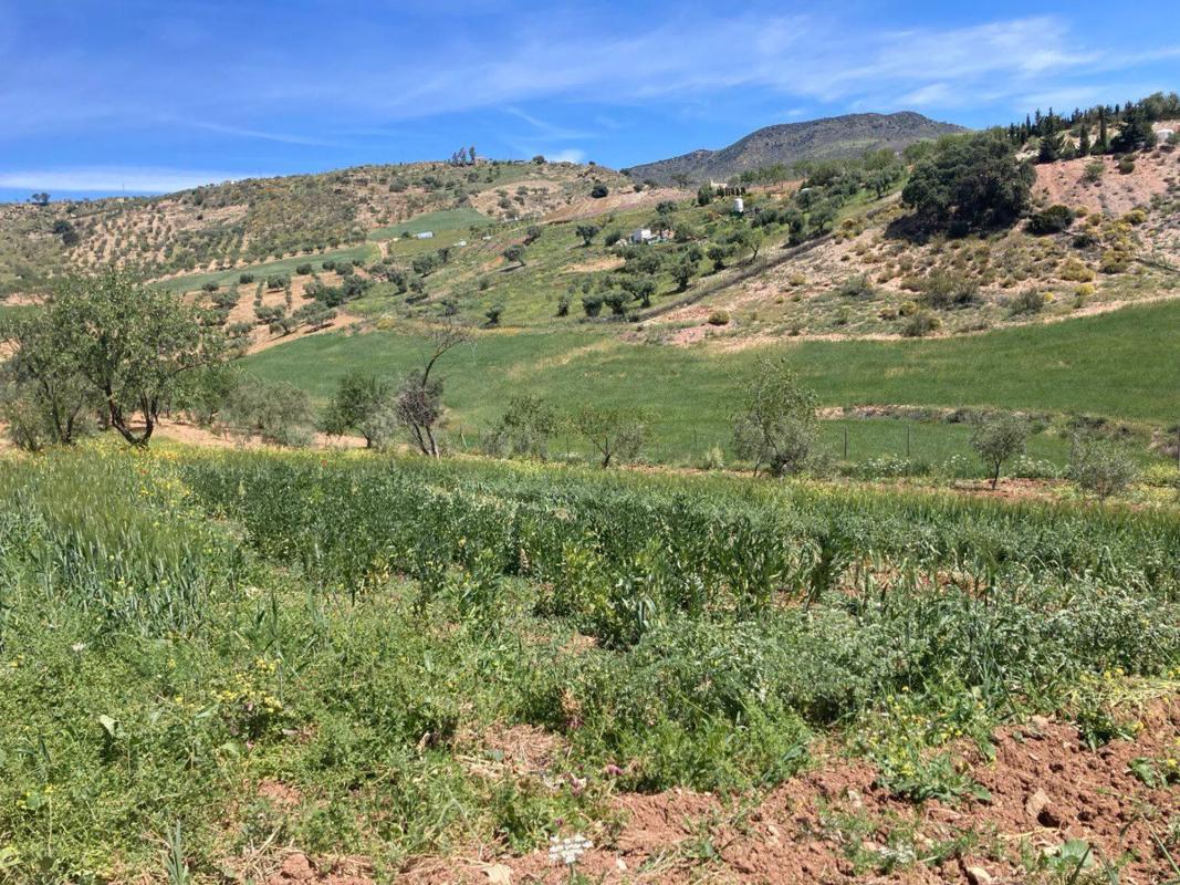 Terreno en venta en Casabermeja, Malaga photo 2