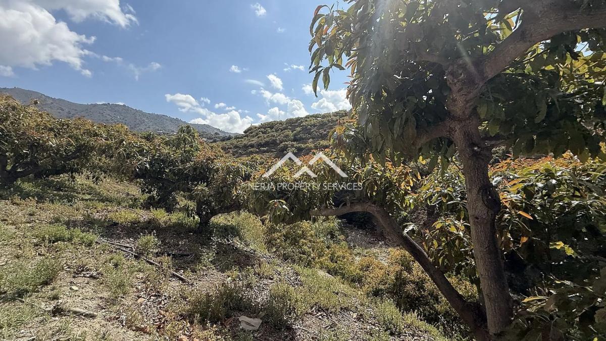 Terreno en venta en Frigiliana, Malaga photo 3