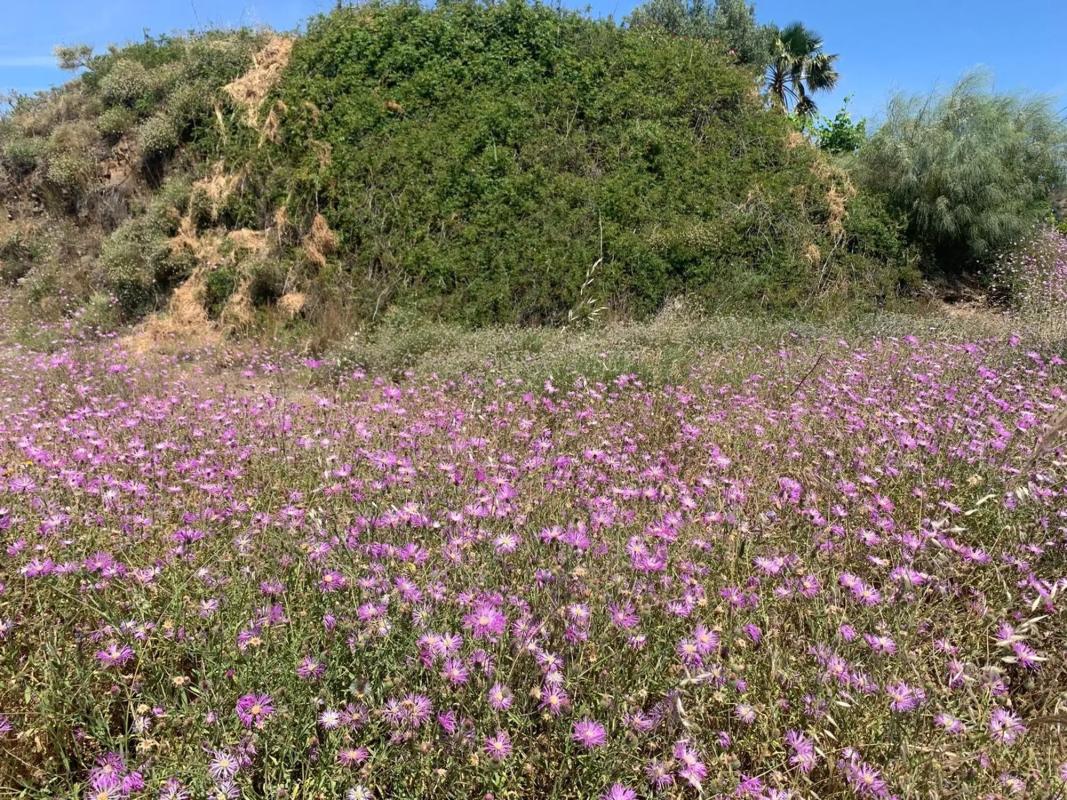 Terreno en venta en Vélez-Malaga, Malaga photo 2