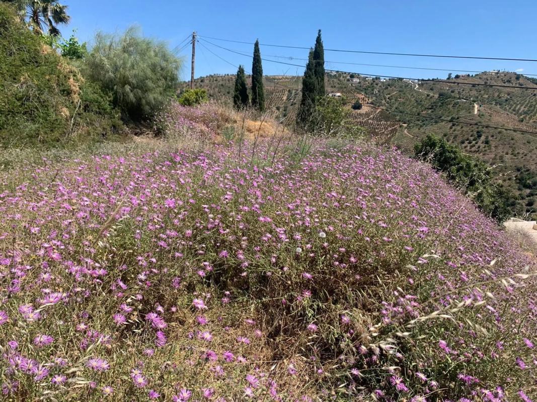 Terreno en venta en Vélez-Malaga, Malaga photo 4