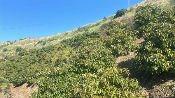 Terreno en Benamocarra, 8 photo 1