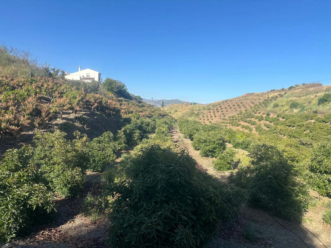 Terreno en venta en Benamocarra, Malaga photo 3