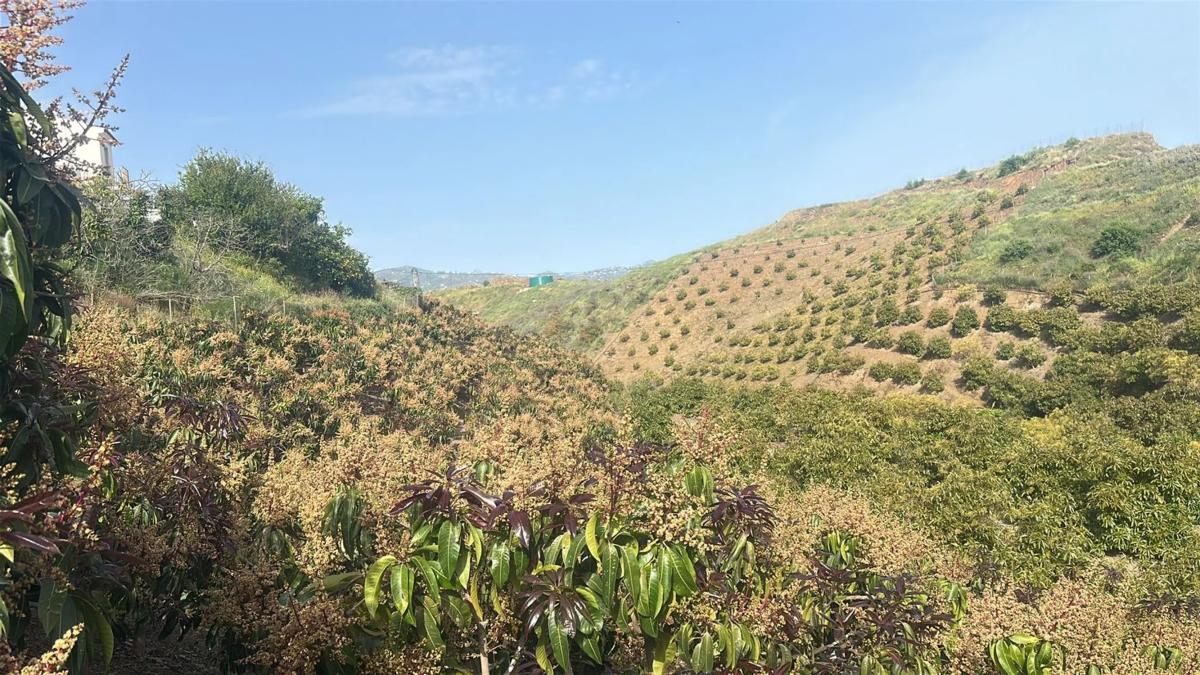 Terreno en venta en Benamocarra, Malaga photo 4