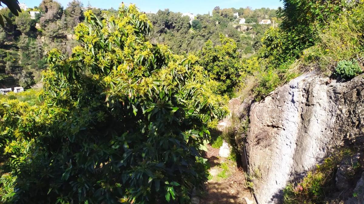 Terreno en venta en Frigiliana, Malaga photo 5
