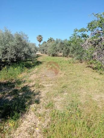 Terreno en Buenavista-Lauro Golf photo 2