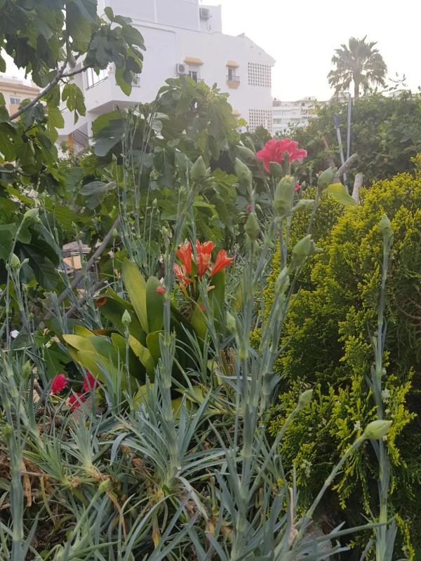 Terreno en venta en Benalmádena, Malaga photo 2
