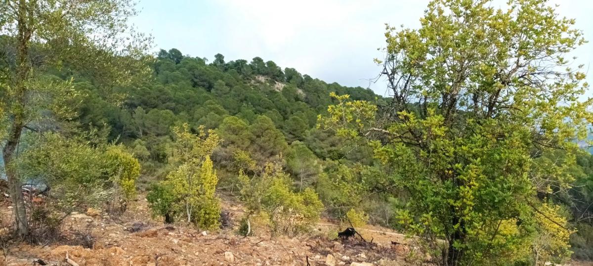 Terreno en venta en Gaucin, Malaga photo 4