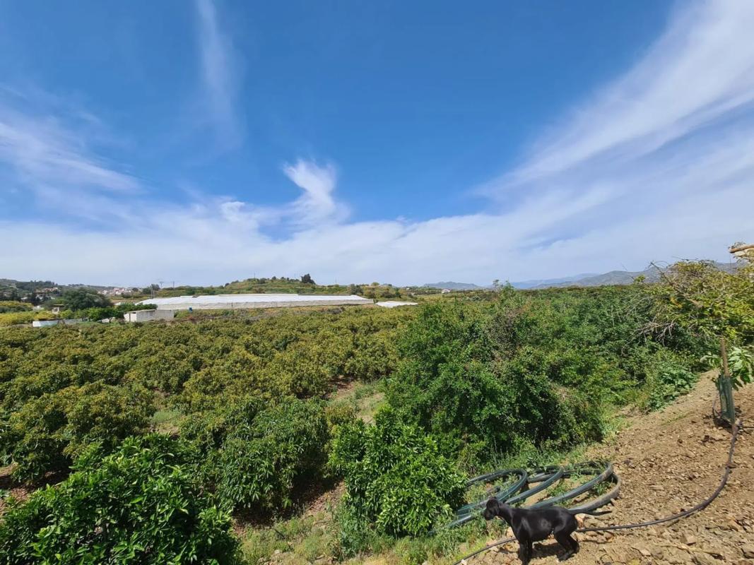 Terreno en venta en Vélez-Malaga, Malaga photo 5