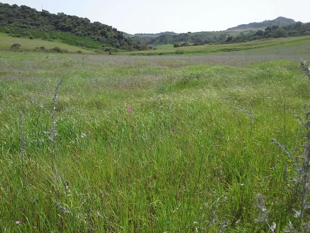 Terreno en venta en Montecorto, Malaga photo 3