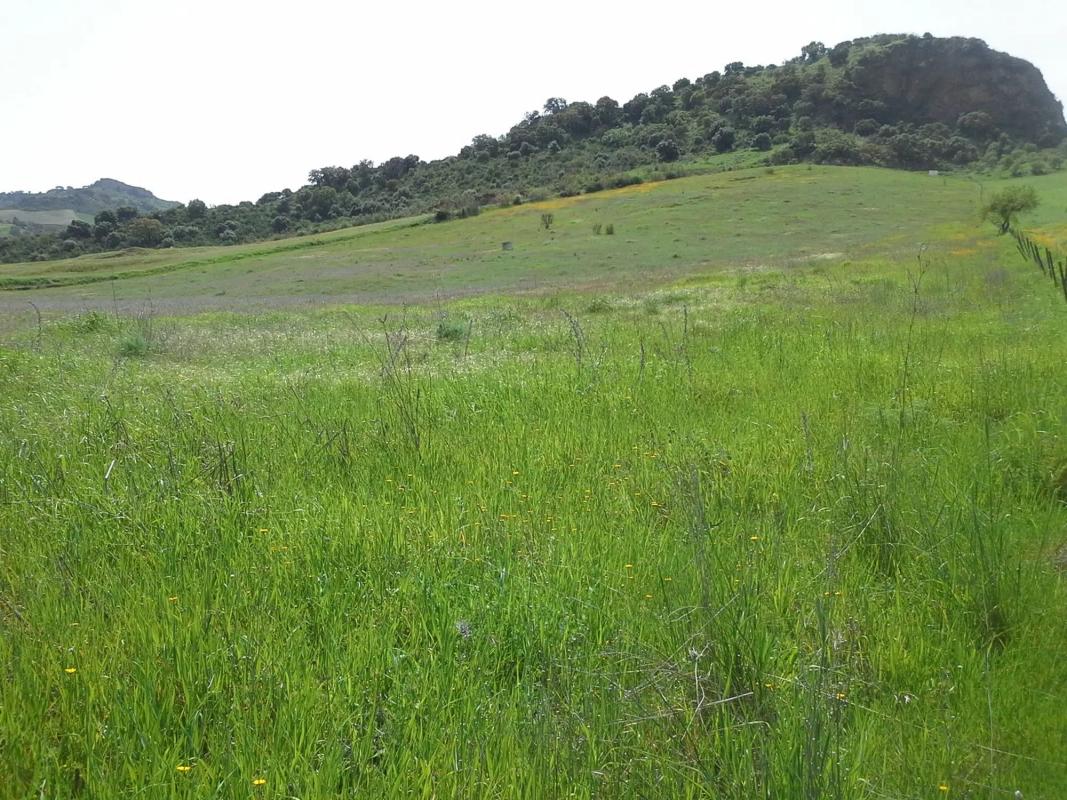 Terreno en venta en Montecorto, Malaga photo 4