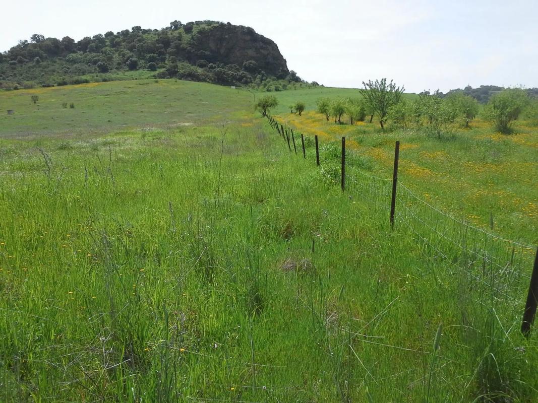 Terreno en venta en Montecorto, Malaga photo 5