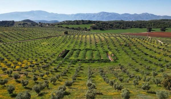 Terreno en Archidona photo 4
