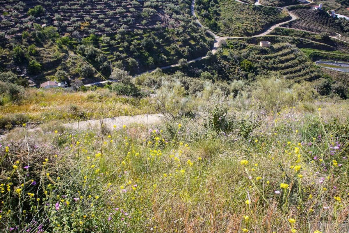 Terreno en venta en Sayalonga, Malaga photo 2