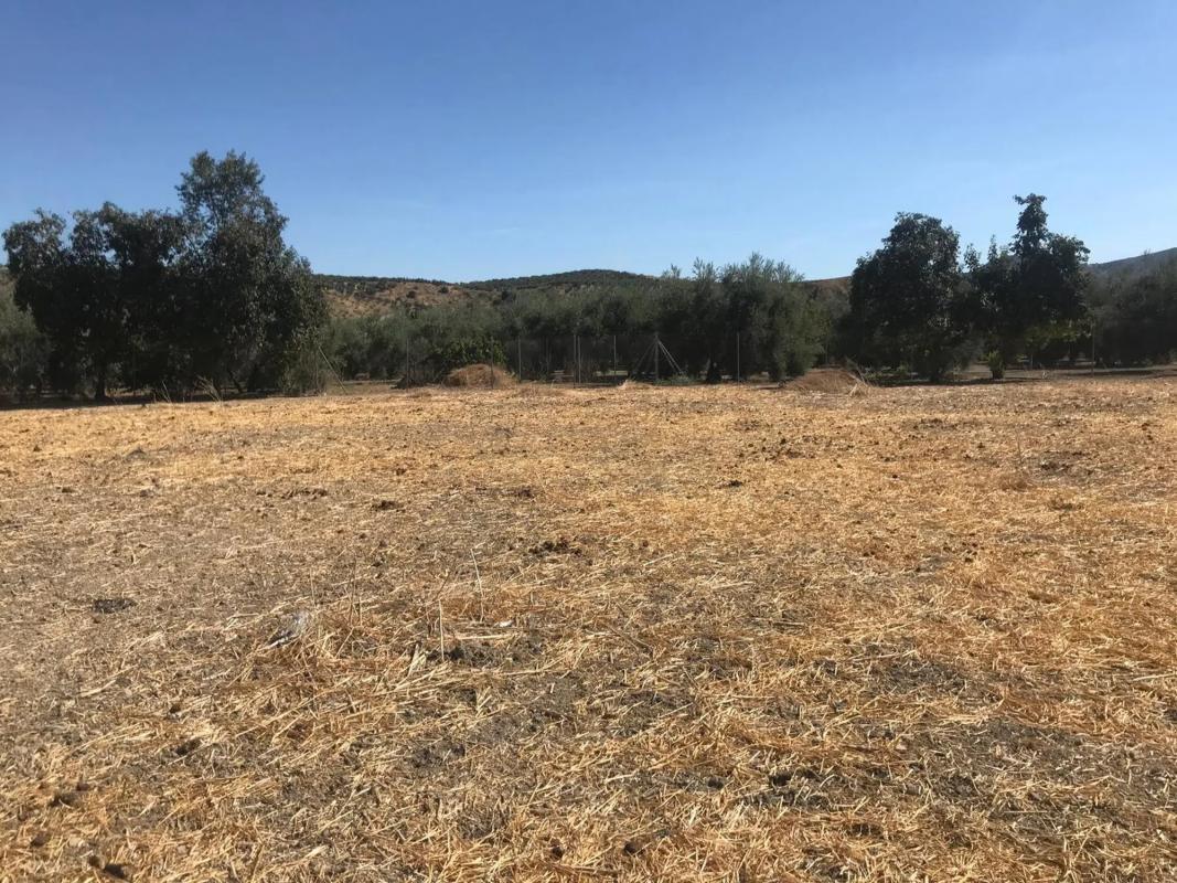 Land for sale in Cuevas Bajas, Malaga photo 3