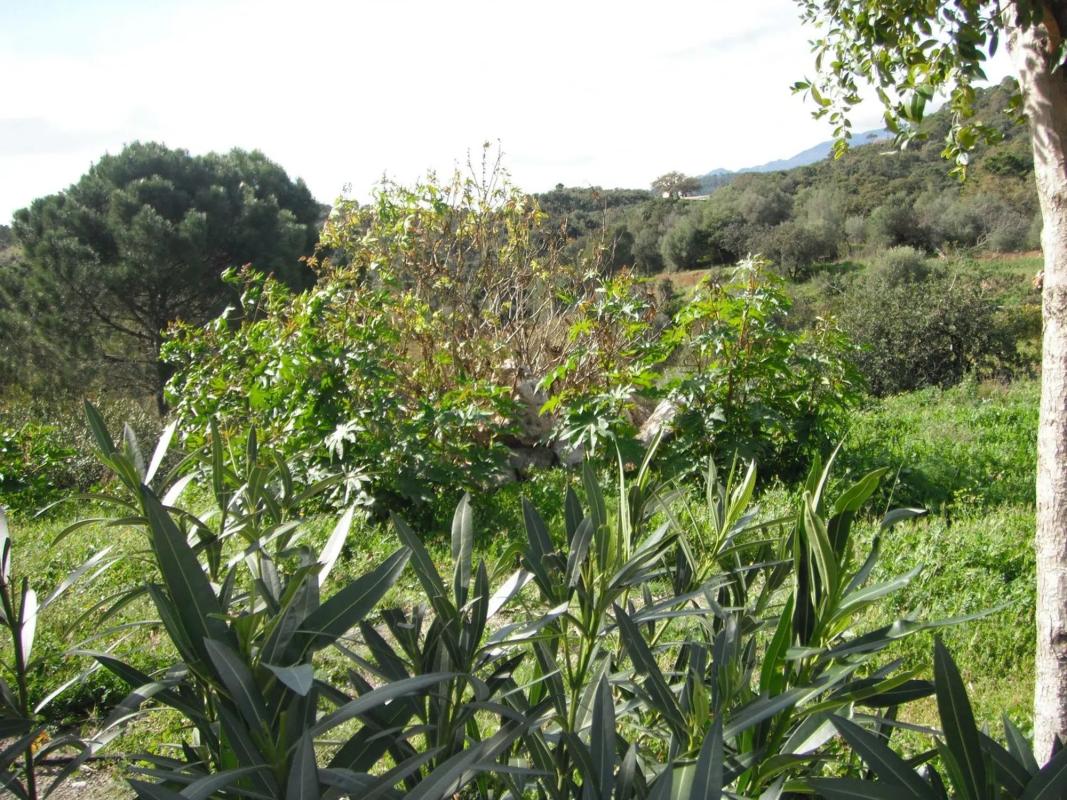 Działka na sprzedaż w Benahavís, Malaga photo 5