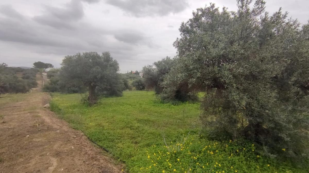 Działka na sprzedaż w Alhaurín el Grande, Malaga photo 5