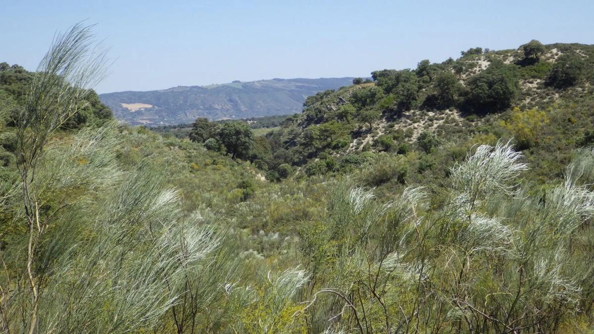 Działka na sprzedaż w Ronda, Malaga photo 1