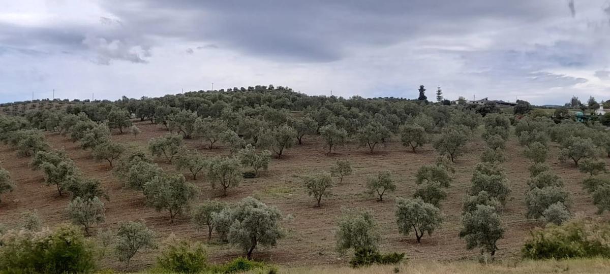 Terreno en venta en Casarabonela, Malaga photo 1
