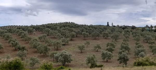 Terreno en camino Jacon, 1 photo 1