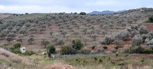Terreno en camino Jacon, 1 photo 2