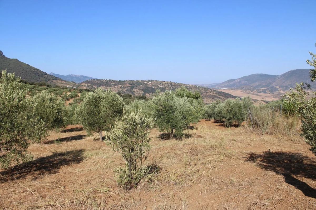 Terreno en venta en Montecorto, Malaga photo 2