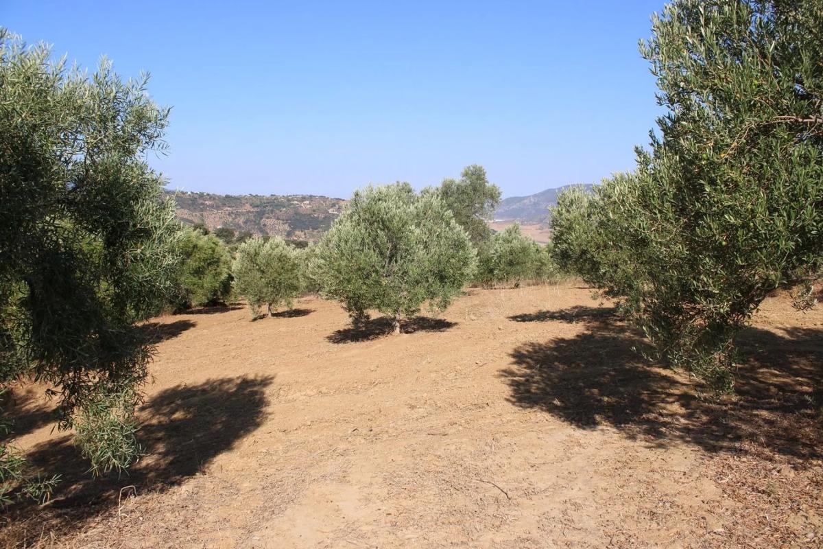 Terreno en venta en Montecorto, Malaga photo 3