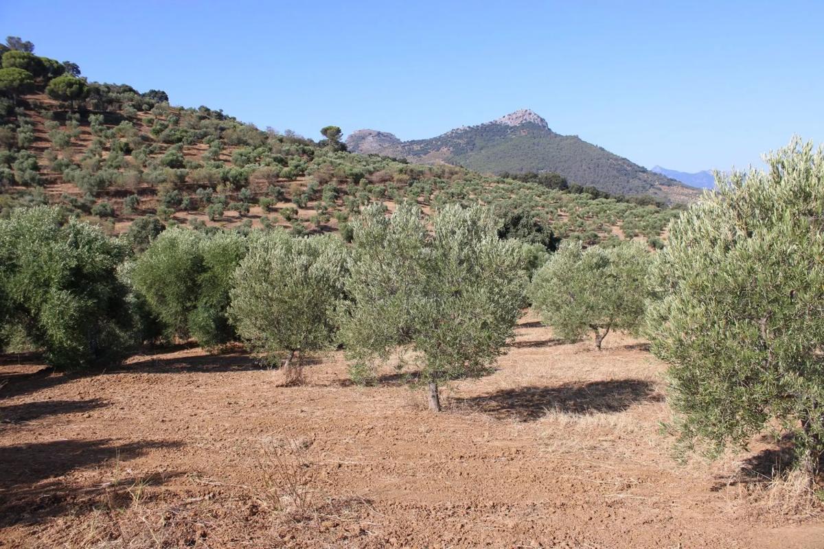 Terreno en venta en Montecorto, Malaga photo 4