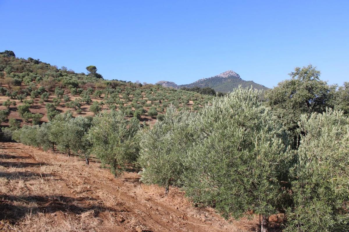 Terreno en venta en Montecorto, Malaga photo 5