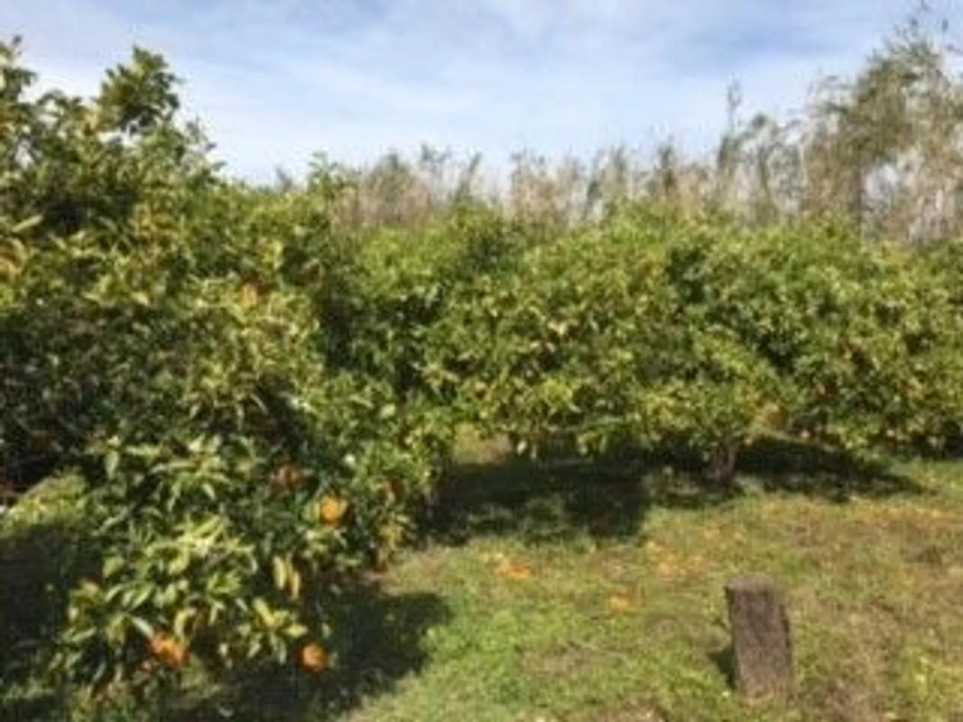 Terreno en venta en Alhaurín el Grande, Malaga photo 3