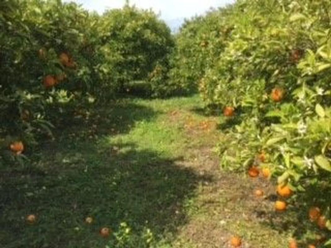 Terreno en venta en Alhaurín el Grande, Malaga photo 5