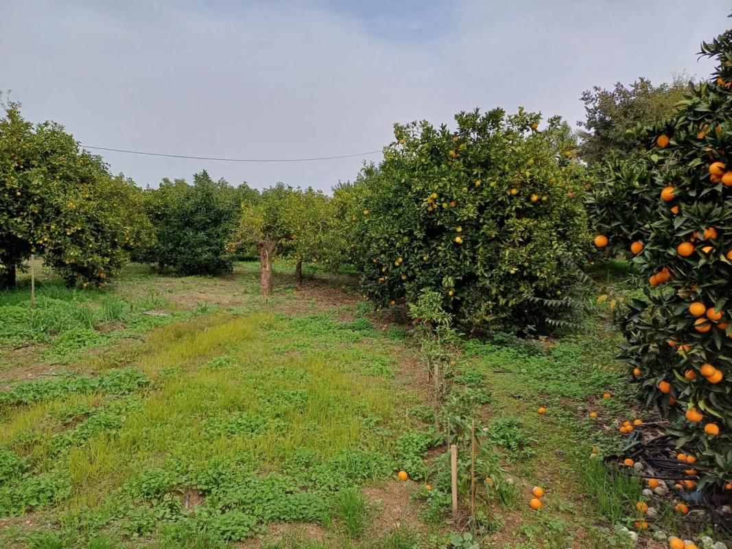 Działka na sprzedaż w Moneta, Malaga photo 1