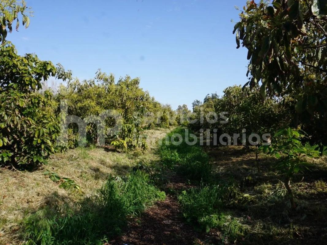 Terreno en venta en Vélez-Malaga, Malaga photo 3