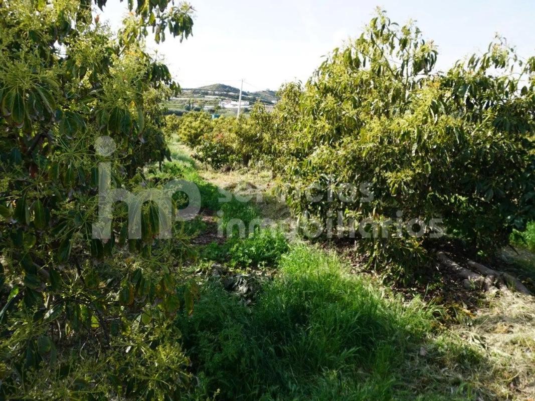 Terreno en venta en Vélez-Malaga, Malaga photo 5