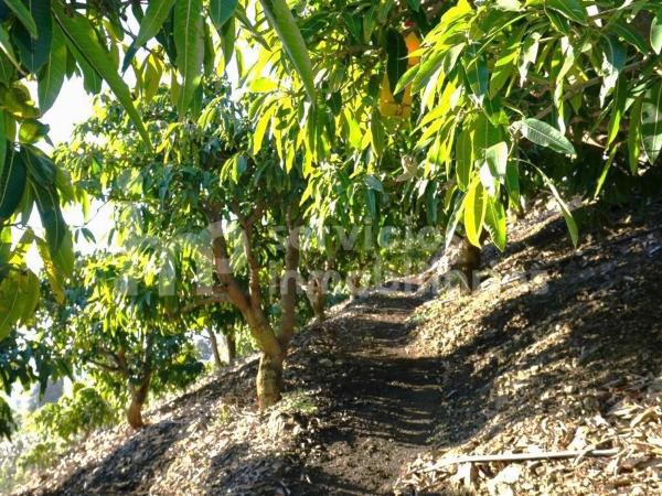 Terreno en Cutar photo 2