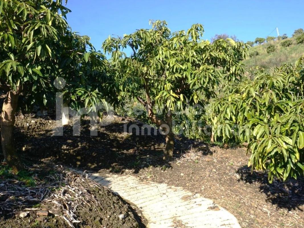 Terreno en venta en Cutar, Malaga photo 3