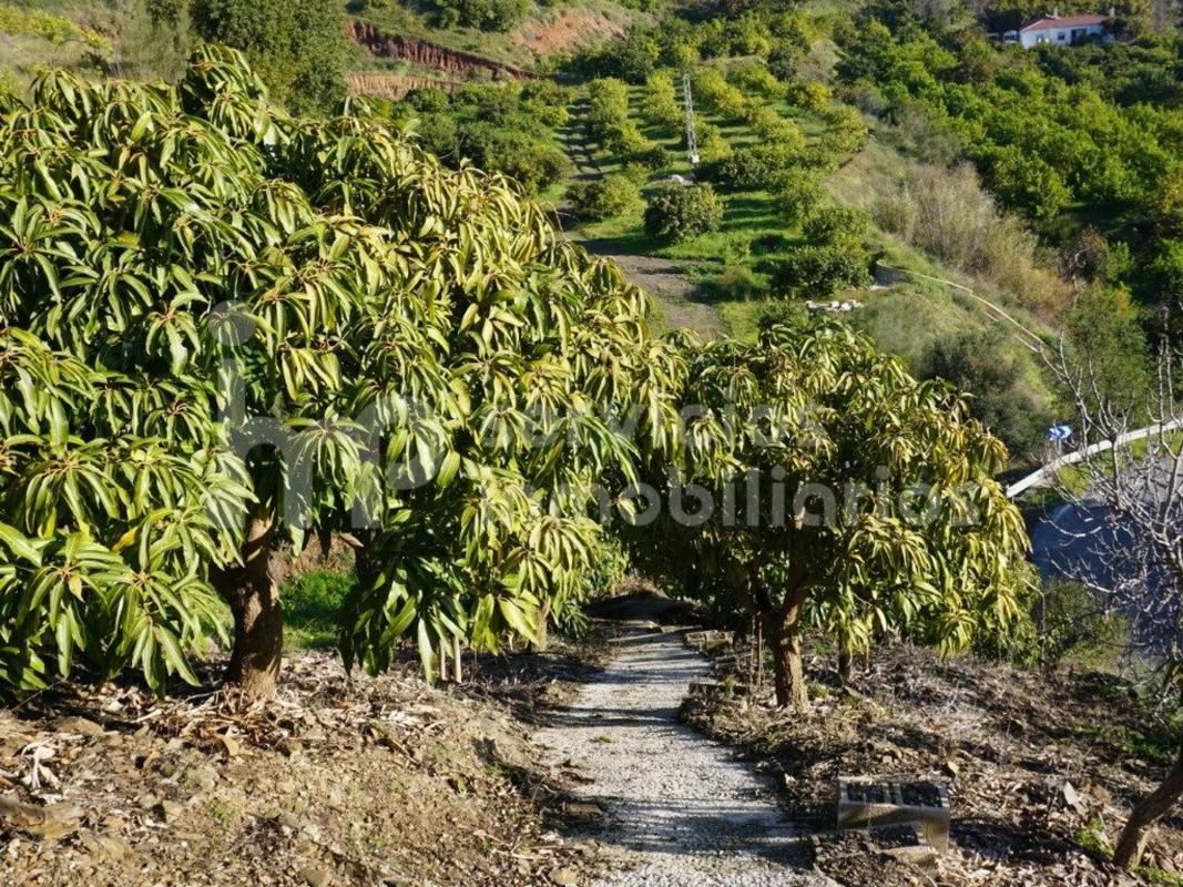 Terreno en venta en Cutar, Malaga photo 4