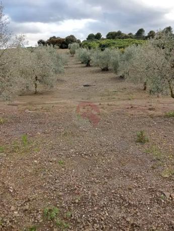 Terreno en Coin photo 4