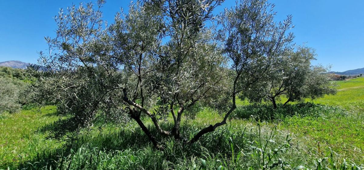 Działka na sprzedaż w El Burgo, Malaga photo 2