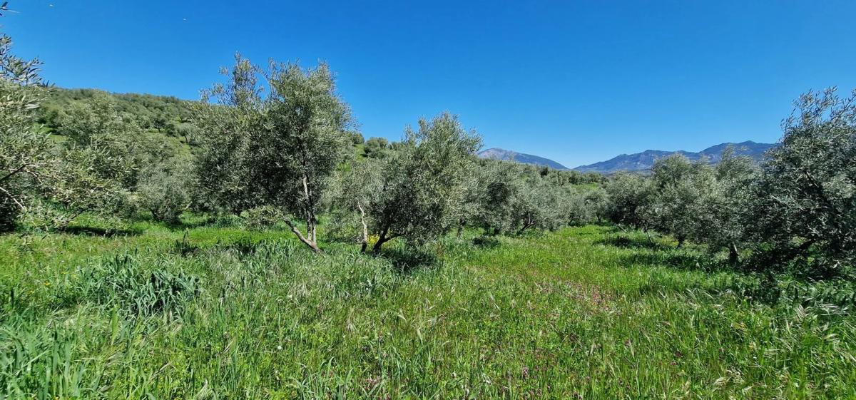 Działka na sprzedaż w El Burgo, Malaga photo 3