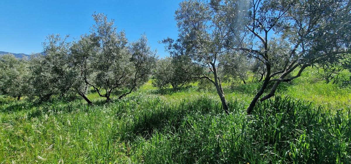 Działka na sprzedaż w El Burgo, Malaga photo 4