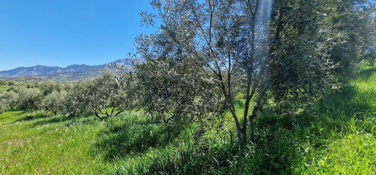 Działka na sprzedaż w El Burgo, Malaga photo 5