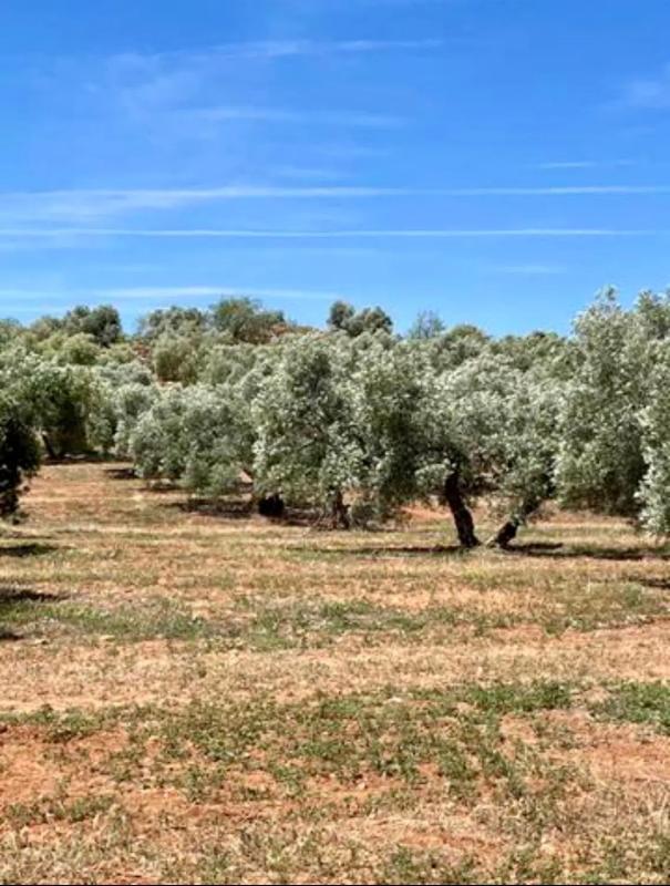 Terreno en venta en Antequera, Malaga photo 5