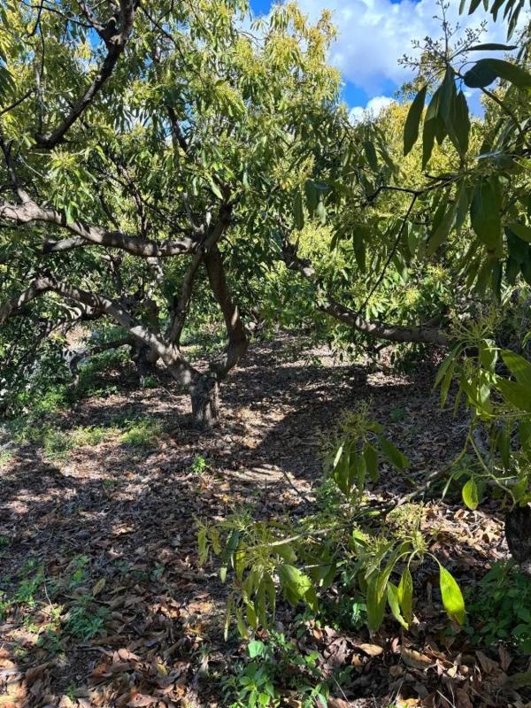 Terreno en venta en Frigiliana, Malaga photo 4