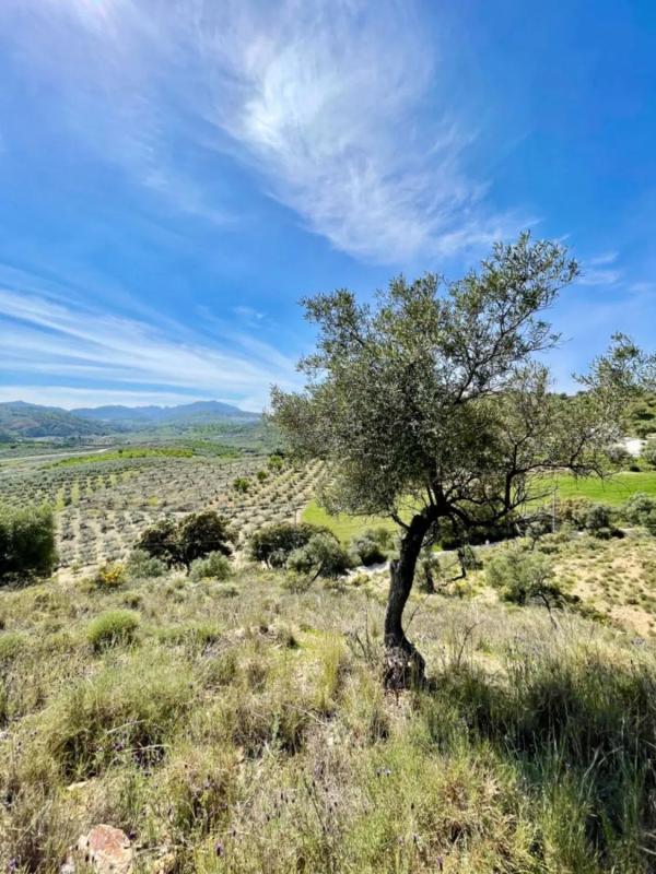 Terreno en venta en Coin, Malaga photo 5