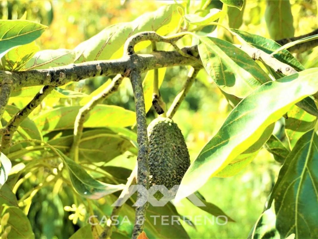 Terreno en venta en Canillas de Aceituno, Malaga photo 1