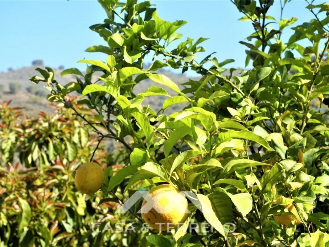 Terreno en venta en Canillas de Aceituno, Malaga photo 2