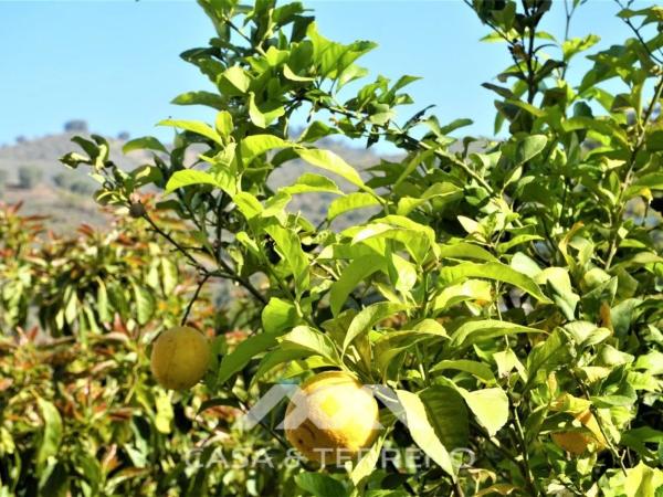 Terreno en Canillas de Aceituno thumbnail 1